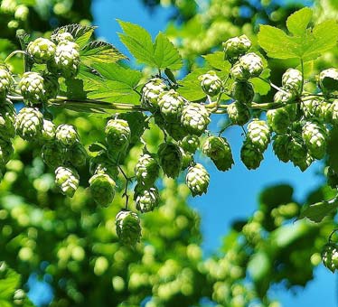 Hops VInes 2 Hops Vines 2